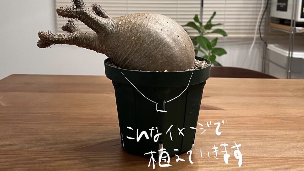 How to manage the rooting of Pachypodium gracilis (2) - 塊根界隈